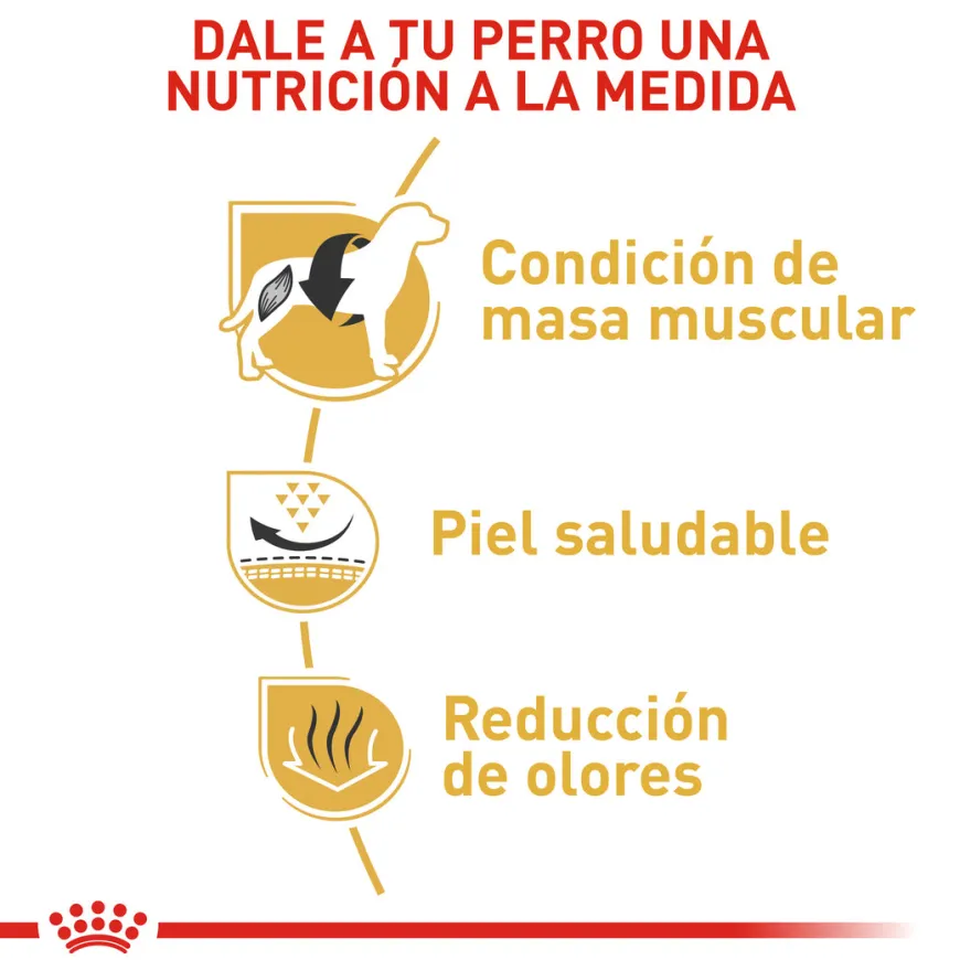 Alimento Para Perro Royal Canin Bulldog Frances Adulto - 3 Kg