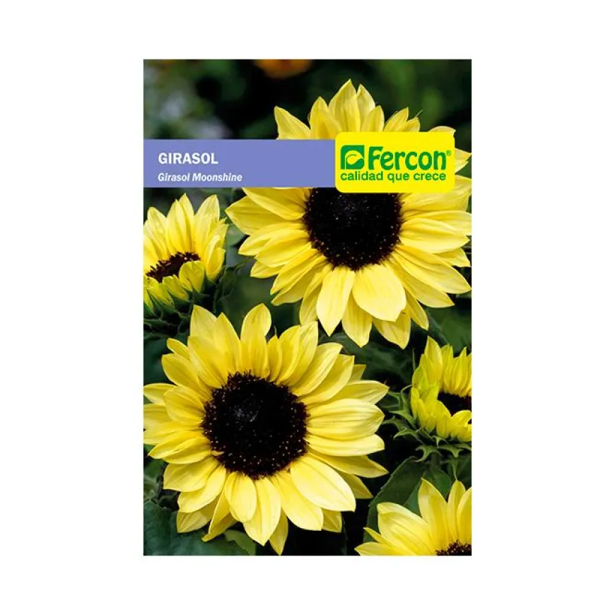 Girasol Gigante Amar Moonshine 0.5 gr | Semillas Jardín | Tierragro Colombia