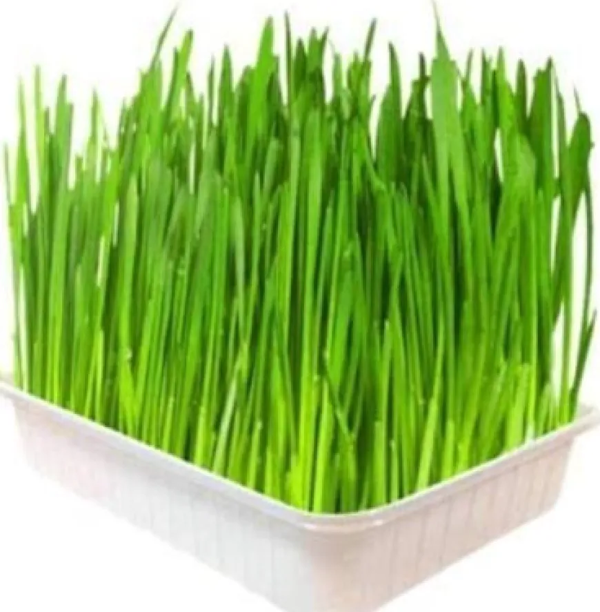 Pasto De Trigo Para Mascotas