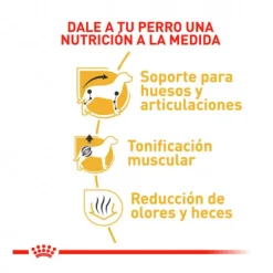 Royal Canin Dachshund Adulto Alimento Especializado Perros Salchichas