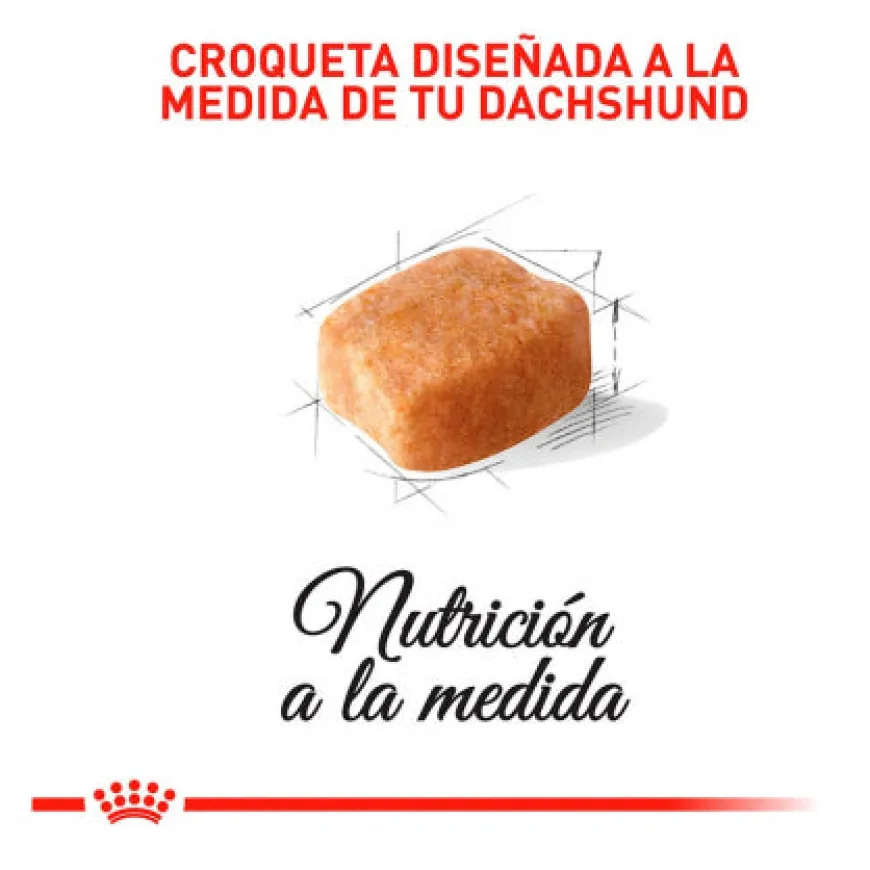 Royal Canin Dachshund Adulto Alimento Especializado Perros Salchichas
