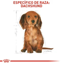 Royal Canin Dachshund Puppy Alimento Especializado Salchicha Cachorros