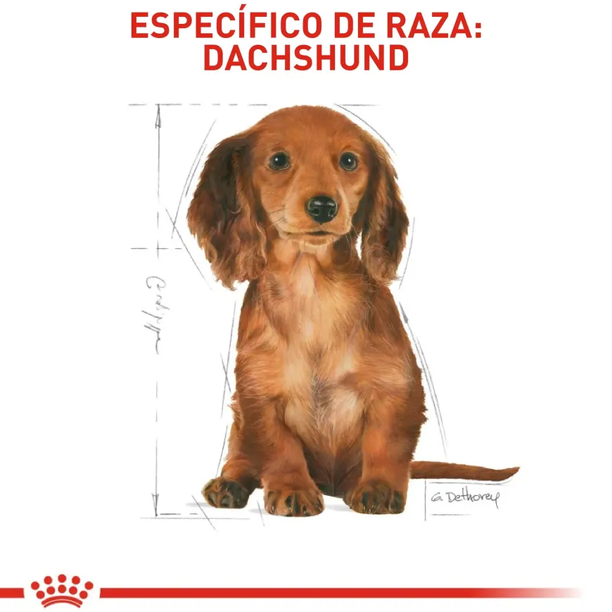 Royal Canin Dachshund Puppy Alimento Especializado Salchicha Cachorros