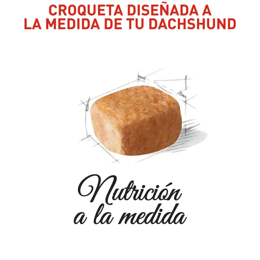 Royal Canin Dachshund Puppy Alimento Especializado Salchicha Cachorros