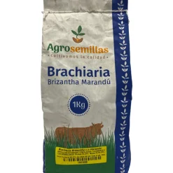Semilla de Pasto Brizantha Marandu 1 kg para Ganado | Tierragro