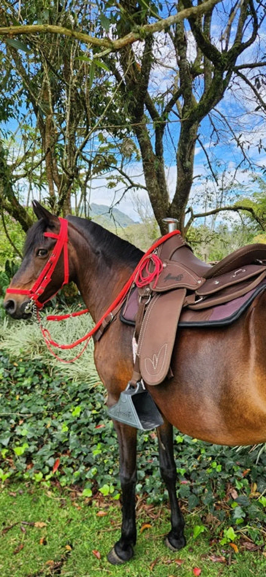 Silla Camelladora Vaquería Mesace Resistencia para el Trabajo Ganadero