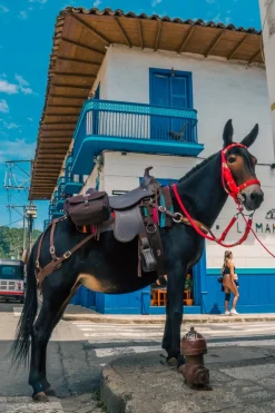 Silla para Mule Cabalgata Mesace Montura Liviana y Resistente