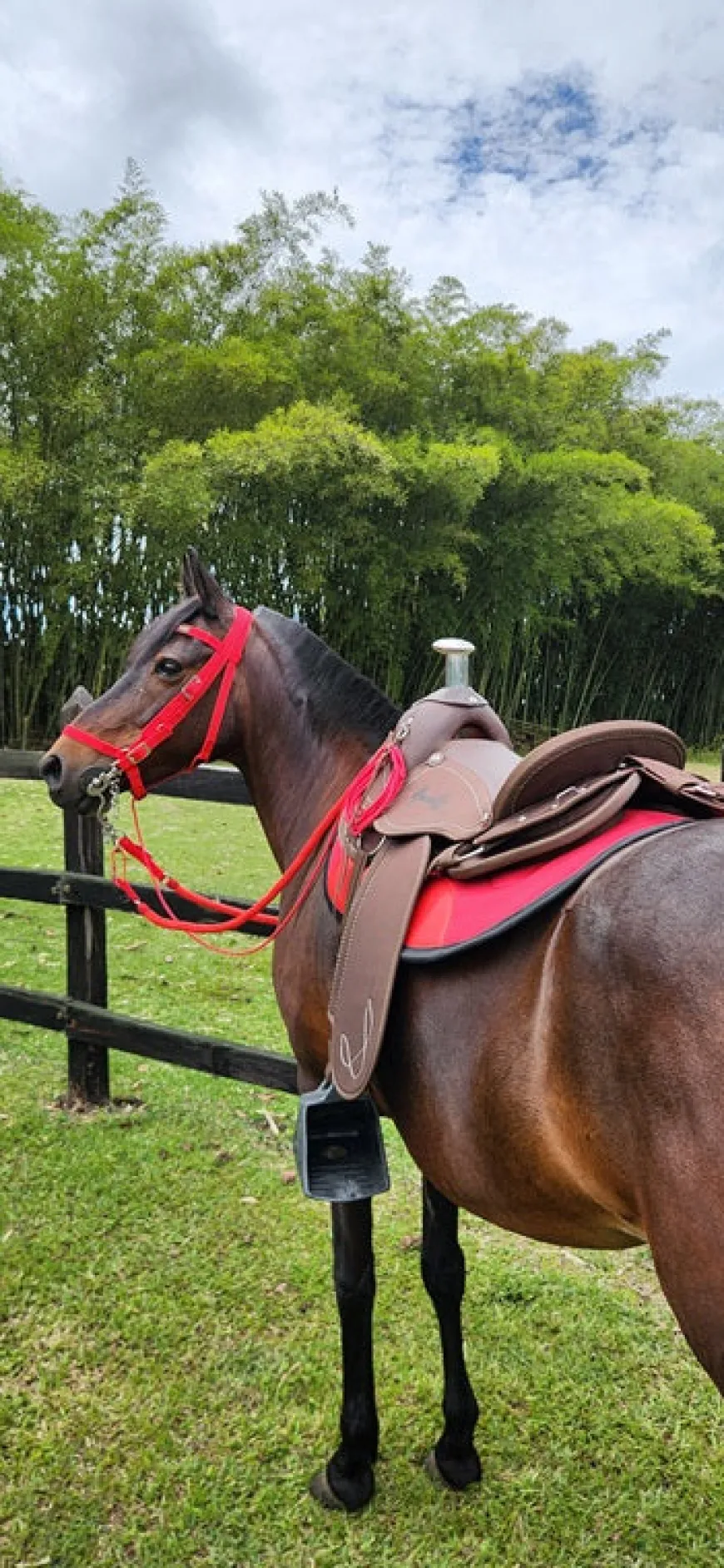 Silla Sabanera Vaquería Mesace Resistente, Liviana e Impermeable