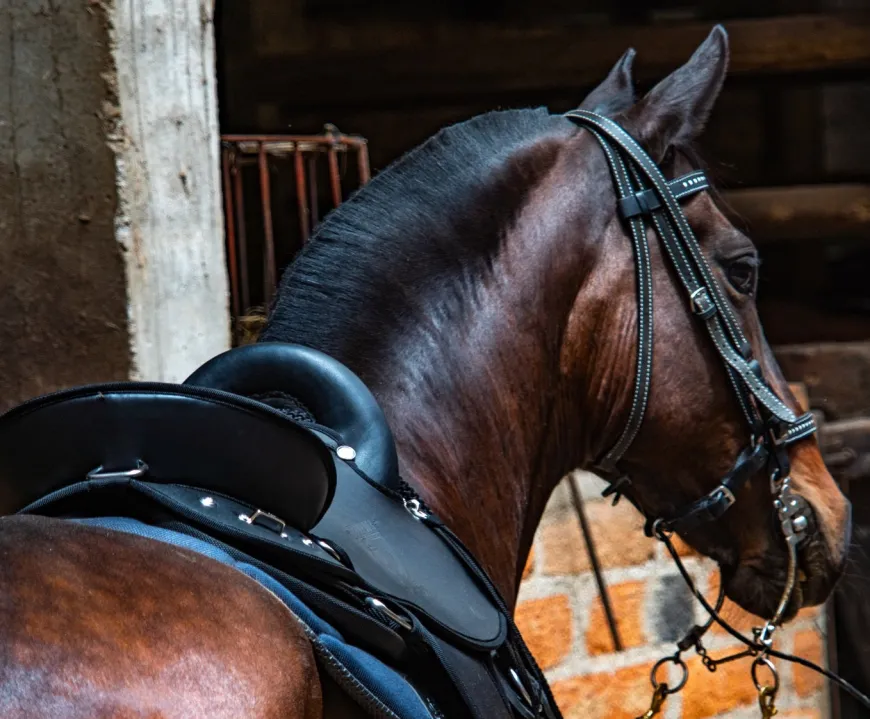 Tereque Tronador Cabalgata Mesace Montura Resistente y Ergonómica
